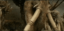 a group of elephants are standing next to each other in a field .