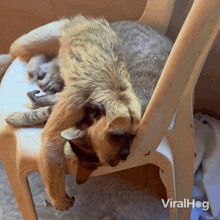 Monkey And Cat Cuddles Viralhog GIF