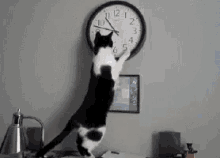 Cat Scratching GIF - Cat Scratching Waiting GIFs