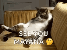 Cat See You GIF - Cat See You Funny Animals GIFs