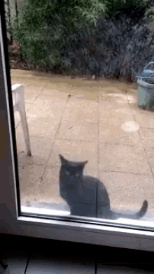 Let. Me. In. GIF - Cats Let Me In Funny GIFs