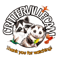 a raccoon and an opossum are surrounded by hummingbirds and the words " thank you for watching " at the bottom