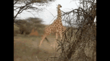 Giraffe Right Bitches GIF - Giraffe Africa Dancing GIFs