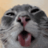 a close up of a cat 's face with its tongue hanging out