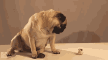 Pop GIF - Dogs Toys Pugs GIFs