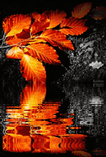 Autumn Leaves GIF - Autumn Leaves GIFs