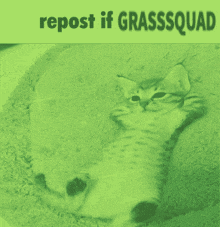 a cat laying on a blanket with the words repost if grasssquad