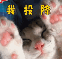 我投降 GIF - Surrender Cat Paw GIFs