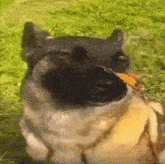 Dog Butterfly GIF - Dog Butterfly Dog With Butterfly On Nose GIFs