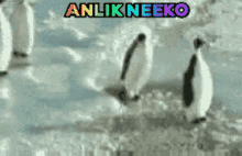 Nekoo Anlık Nekoo GIF - Nekoo Anlık Nekoo GIFs