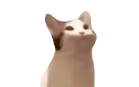 a cat with its mouth wide open looks up at the camera