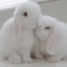 Bunny Coelho GIF - Bunny Coelho Hug GIFs