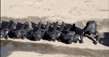 Swat Team Training For When They Encounter Sonic The Hedgehog In The Field GIF - GIFs