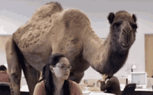 Camel Horde GIF - Camel Horde Camelhorde GIFs