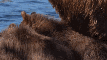 Getting Comfy Bear GIF - Getting Comfy Bear Robert E Fuller GIFs