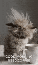 a cat with a mohawk is sitting next to a cup of coffee on a table .