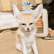 Confused Fennec GIF - Confused Fennec Fox GIFs