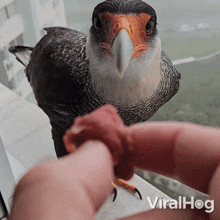 Nourishing An Eagle Viralhog GIF