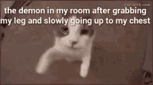 a cat with a caption that says the demon in my room after grabbing my leg slowly going up to my chest