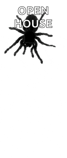 Spider Creepy GIF - Spider Creepy Bug GIFs