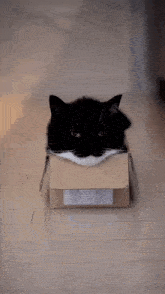 Uni Cute Cat GIF - Uni Cute Cat Silly GIFs
