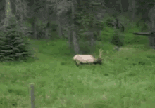 Unicorn GIF - Deer Animals Grass GIFs