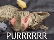 Purr GIF - Cat Purr Snuggle GIFs