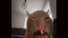 a close up of a cat 's face with its eyes closed and a red nose .