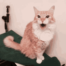 Cat Mawing GIF - Cat Mawing Mawmaw GIFs
