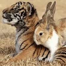 a tiger cub laying next to a small rabbit