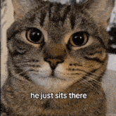 a close up of a cat with the words he just sits there above it