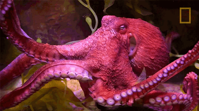 Best Marine Animals - Octopuses