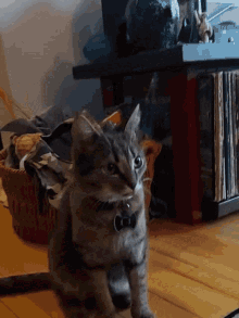 Dumpy Dumptruck GIF - Dumpy Dumptruck Cat GIFs
