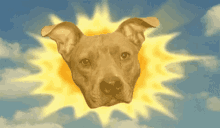 Dog Sun GIF - Dog Sun Stare GIFs