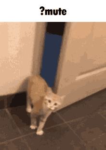 Mute Cat GIF - Mute Cat Hiding GIFs