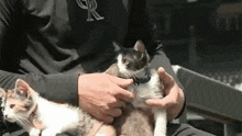 a person is holding two kittens in their hands .