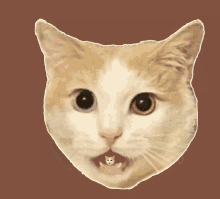 Shookimi Cat GIF - Shookimi Shook Cat GIFs