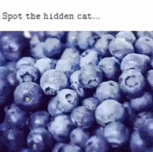 Blueberry Cat GIF