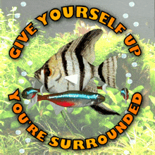 Give Yourself Up You'Re Surrounded GIF - Give Yourself Up You'Re Surrounded Encircled GIFs