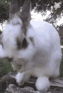 Cleaning Rabbit Rabbit GIF - Cleaning Rabbit Rabbit Cleaning GIFs