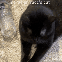 Racc Cat GIF - Racc Cat Black Cat GIFs