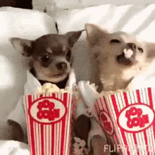 Puppy Popcorn Eat GIF