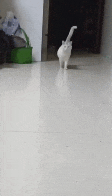 Cat Coming GIF - Cat Coming GIFs