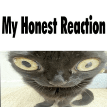 My Honest Reaction Jinx GIF - My Honest Reaction Jinx Cat GIFs