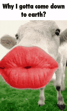 a picture of a cow with red lips and the words " why i gotta come down to earth "