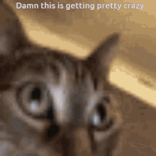 Cat Freaking Out GIF - Cat Freaking Out Going Crazy GIFs