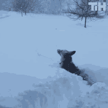 Snow Garden GIF - Snow Garden Dog GIFs