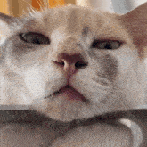Kathkucing Cat2 GIF - Kathkucing Cat2 Catdsayang GIFs