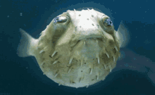 Fish Blowfish GIF - Fish Blowfish Tetraodontidae GIFs