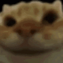 Cat Nod GIF - Cat Nod Noddin GIFs
